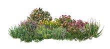 3D Render Flowers And Shrubs With White Background