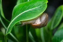 Garden Rotund Disc Snail Crawling On The Catharanthus Roseus Plant.