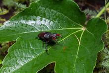 Stag Beetle Sits On Large Green Leaf Of Decorative Grapes
