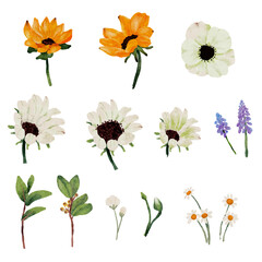 watercolor sunflower and white anemone flower bouquet elements collection