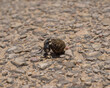 Escarabajo pelotero en Cuenca