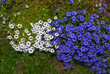 fiori margherite bianche e viola