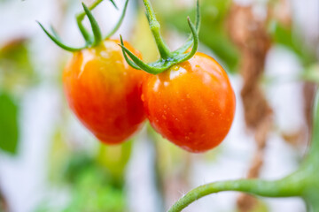 Wall Mural - Fresh red ripe tomatoes plant hanging on the vine growth in organic garden ready to harvest