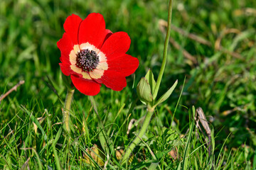 Canvas Print - Poppy anemone // Kronen-Anemone (Anemone coronaria) - Mani, Peloponnese, Greece