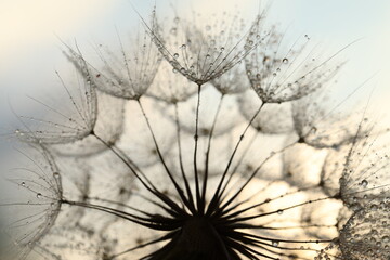  dandelion in the wind