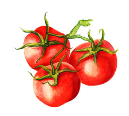 illustration of tomatos, watercolour branch of red ripe tomato with leaves, fresh vegetable