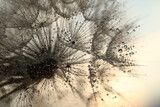 Fototapeta Dmuchawce - dandelion seed with golden water drops. close up/