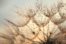 Dandelion Seed With Golden Water Drops. Close Up/