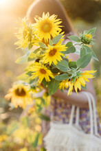 Beautiful Sunflowers In Woman Hands In Warm Sunset Light  In Summer Meadow. Tranquil Atmospheric Moment In Countryside. Stylish Young Female In Floral Dress Holding Sunflowers In Evening Field