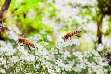 Spring design, Two Bees flying over the flower on green natural garden background.