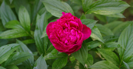 Wall Mural - Beautiful dark pink peony blooming under the sun against the dark green of the garden. Selective focus