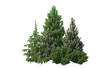 © jomphon - 3d render shrub with white background