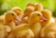 Little Free Range Ducklings On Green Grass In The Sun, Duck Farm