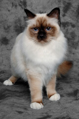 Poster - Sad Holy Birman cat sitting