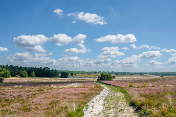 Wall Mural - Elspeetsche heide - nature reserve