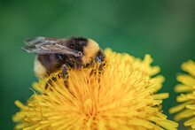 A Bee Collects Nectar On A Yellow Dandelion Flower.
