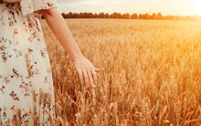 Wheat Field Woman Hand. Young Woman Hand Touching Spikelets Cereal Field In Sunset. Agriculture Harvest Summer Sun, Food Industry, Healthy Organic Concept.