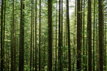 Many Trees In Forest On A Sunny Summer Day. Forest Background. Bright Green Evergreen Trees In The Rainforest Of North Vancouver, BC, Canada. Wall Of Tree Trunks In Coniferous Forest. Selective Focus.