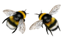 Realistic Drawing Of Two Bumblebees, Flying Insects, Fluffy Bumblebee