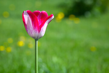 Fotomurales - Red white tulip flower grows in a summer garden