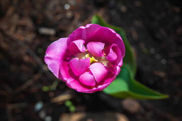 Fotomurales - Pink tulip flower macro photo, top view