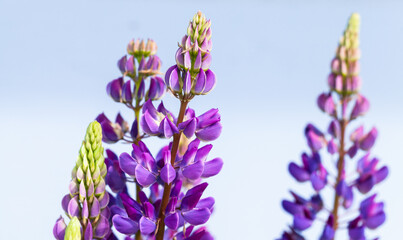 Fotomurales - Purple lupine flowers on sunny summer day, close up