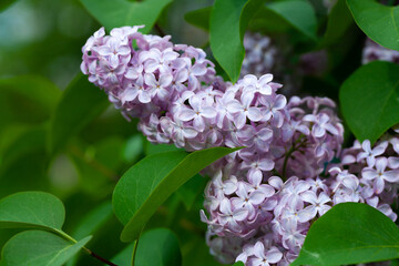 Fotomurales - Lilac flowers, Closeup photo with selective soft focus