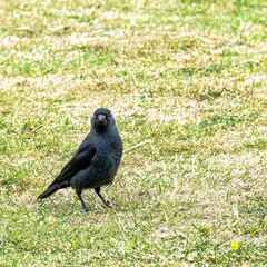 Sticker - Coloeus monedula also known as the Eurasian, European or western jackdaw - Dover, Kent, United Kingdom