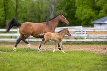 Horse And Foal Walking Together