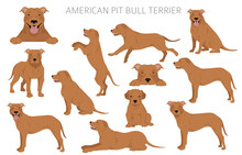 American Pit Bull Terrier Dogs Clipart. Color Varieties, Infographic