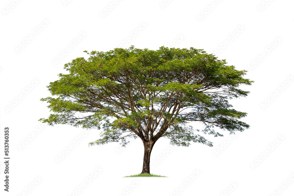Foto de Stock Big tree isolated, Common name : saman, rain tree ...