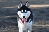 Fototapeta Psy - Portrait of a Beautiful Husky dog looking at the camera in the morning sun in a dog park in France.