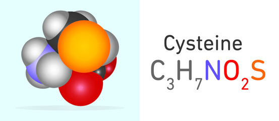 Wall Mural - Cysteine (C3H7NO2S) amino acid molecule. Space filling model. Structural Chemical Formula and Molecule Model. Chemistry Education