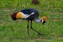 Black Crowned Crane (Balearica Pavonina), Amboseli National Park, Kenya