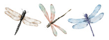Watercolor Dragonfly Hand Drawn Illustrations Insects Set