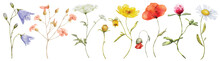 Wild Flowers Watercolor Set. Botanical Hand Drawn Illustration