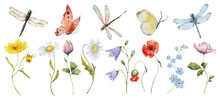 Wildflowers Watercolor Botanical Illustration With Butterfly And Dragonfly