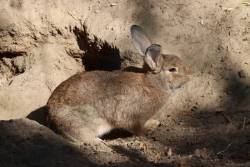 rodent backyard rabbit in its enclosure-