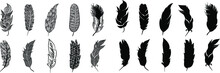 Set Of Feather Vector