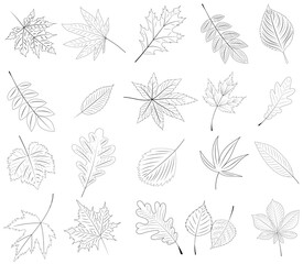 Wall Mural - tree leaf set on white background sketch, outline, isolated, vector