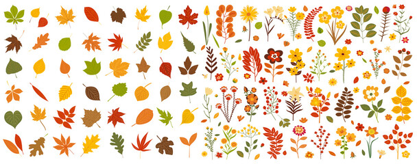 Wall Mural - leaves, flowers set, autumn in flat design, isolated vector
