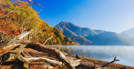 Wall Mural - 紅葉する中禅寺湖の千手ヶ浜　流木