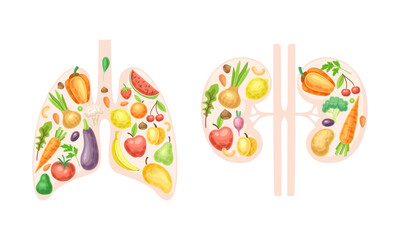 Kidneys and lungs made of fresh fruit and vegetables. Healthy human internal organs vector illustration