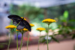 Czarny motyl na żółtych kwiatach