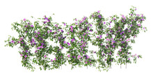 3d Render Ivy With White Background