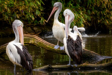 Three Australian Pelicans Sitting On A Branch