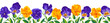 Horizontal banner, floral background decorated with gorgeous blue with yellow and purple blooming flowers of Pansies, Viola. Spring botanical vector illustration realistic flowers on white background.