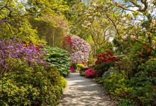 Gorgeous Colors Of The Azeleas And Rhododendron Flowers And Bushes Along Pathway In Delightful Garden In The Spring