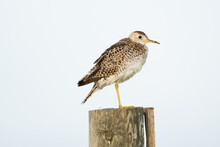 Upland Sandpiper Perched On Fencepost