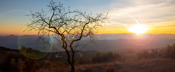 alone tree on countryside landscape at sunset